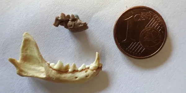 Fragmento de mandíbula de 'Galanthis baskini' y mandíbula de comadreja menor