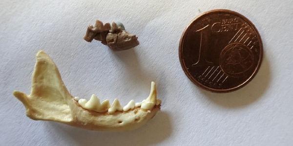Fragmento de mandíbula de 'Galanthis baskini' y mandíbula de comadreja menor