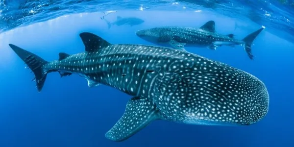 Tiburón ballena junto a otros de su especie