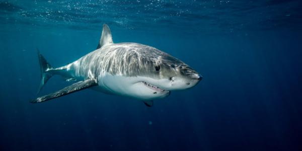 El regreso del tiburón blanco