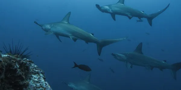 Tiburones en el mar