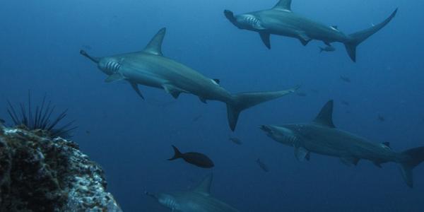 Tiburones en el mar