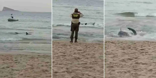Pánico en las playas españolas por la presencia de tiburones