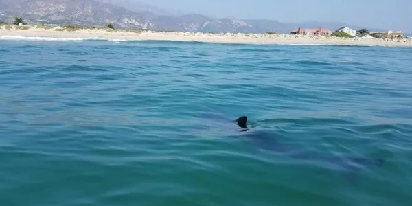 Gran tiburón blanco juvenil avistado desde un barco
