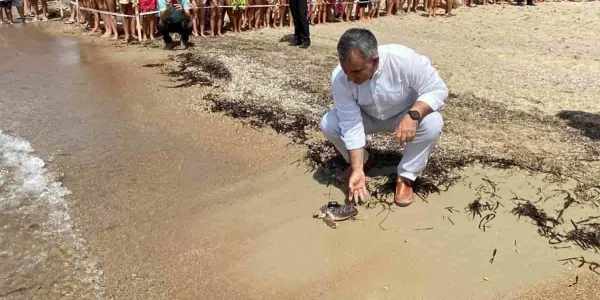 Medio Ambiente estudia a las tortugas bobas
