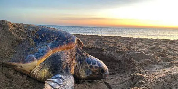 Tortugas marinas 