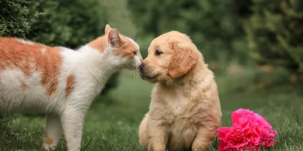 perro y gato