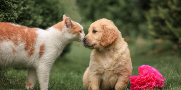 perro y gato