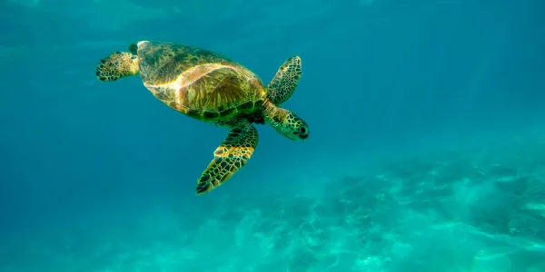 El Tratado Global de los Océanos sentará las bases para la protección internacional de las aguas