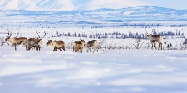 Un grupo de caribúes del Ártico occidental recorre un sendero invernal entre los pueblos de Selawik y Ambler (Alaska)