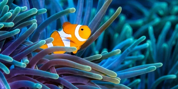 Arrecife de coral con un pez payaso 