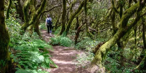 Un bosque tranquilo, un turismo sostenible cuida estos entornos