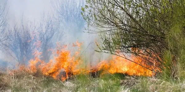 Una parte de un incendio forestal
