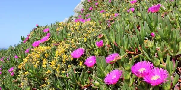 Una gran mata rastrera de uña de gato con flores púrpura en una playa invadida de Galicia
