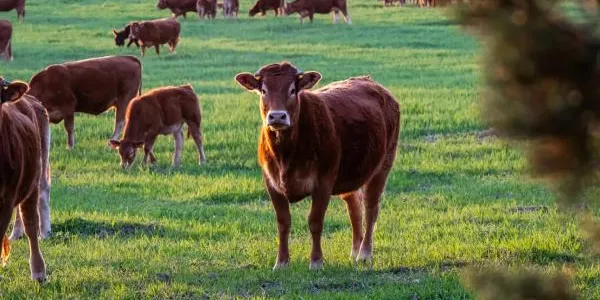 Vacas y terneros marrones pastando en un prado verde de bosque. 