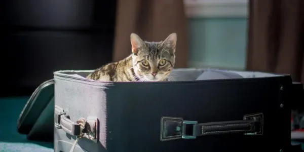 Vacaciones y familias con gatos