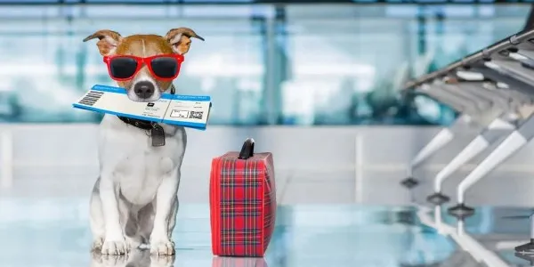 Viajar con mascotas