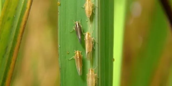 Hoja afectada por el virus del arroz