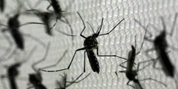 Mosquitos transmisores del virus del Nilo Occidental