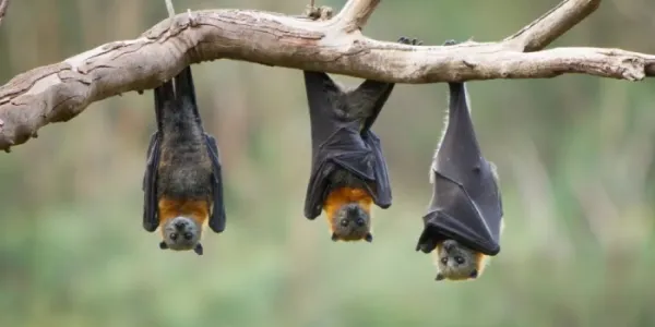 Murciélagos Pteropus, que son el principal reservorio natural del virus Nipah.