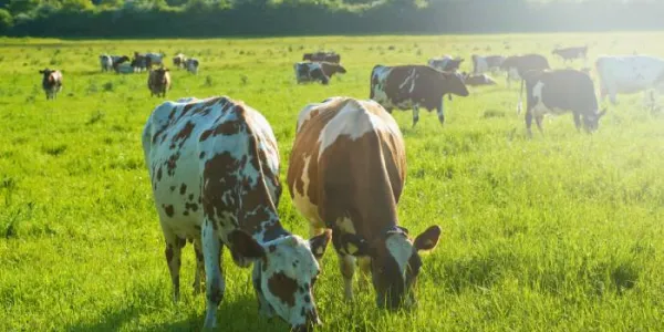Un rebaño de vacas pastando en un campo