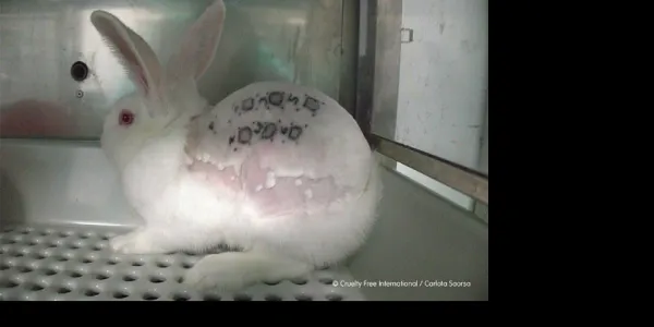 Conejo con signos de maltrato animal en Vivotecnia 