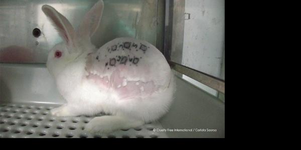 Conejo con signos de maltrato animal en Vivotecnia 