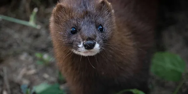 WWF pide al Gobierno proteger al visón europeo